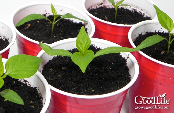 seedlings growing in red party cups