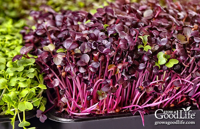 a black tray of red microgreens