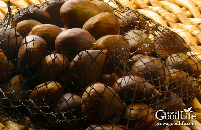 chestnuts in a mesh bag