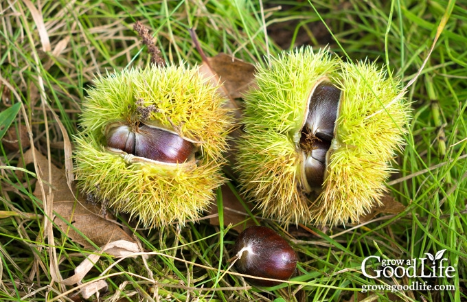 chestnut hulls on the ground