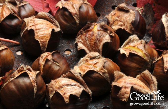 roasted chestnuts on a baking tray