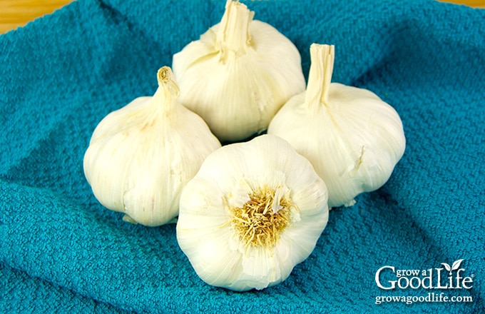 four garlic bulbs on an aqua towel