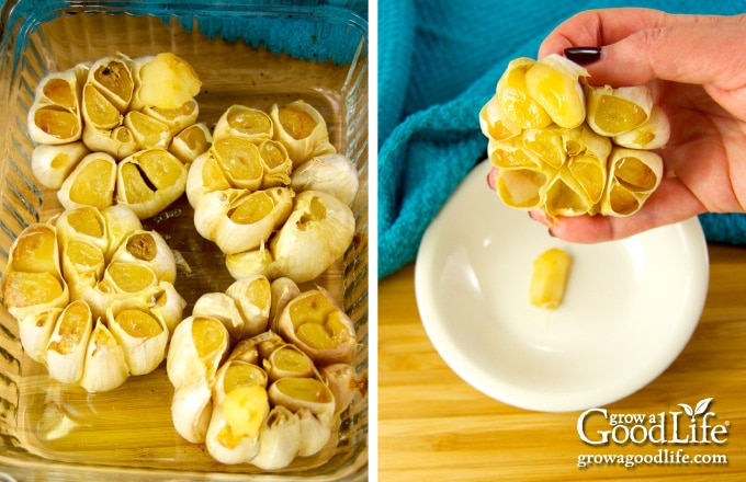 squeezing the roasted garlic out of skins