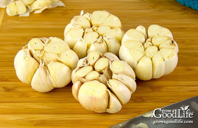 garlic bulbs on a cutting board with tops trimmed