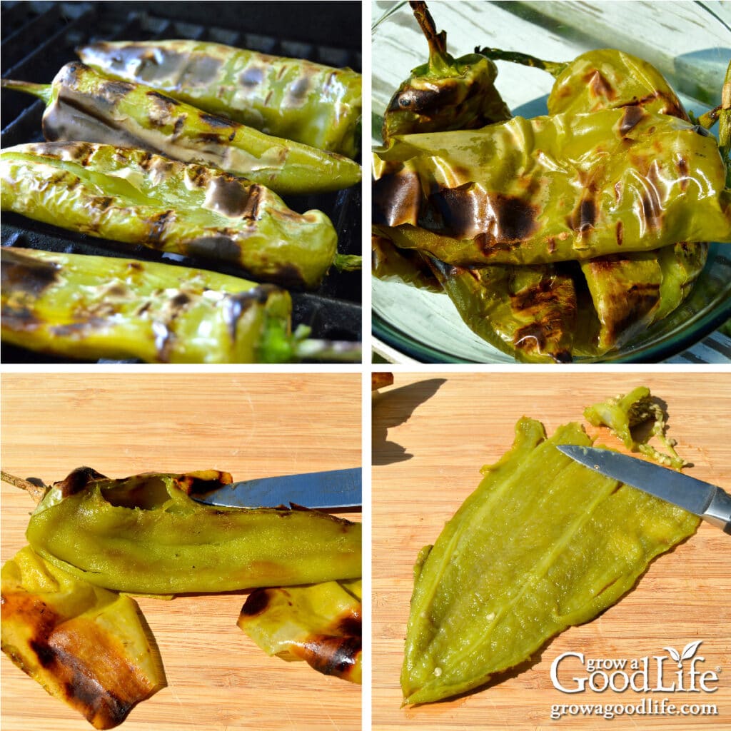 Showing the steps of roasting and peeling green chile peppers.