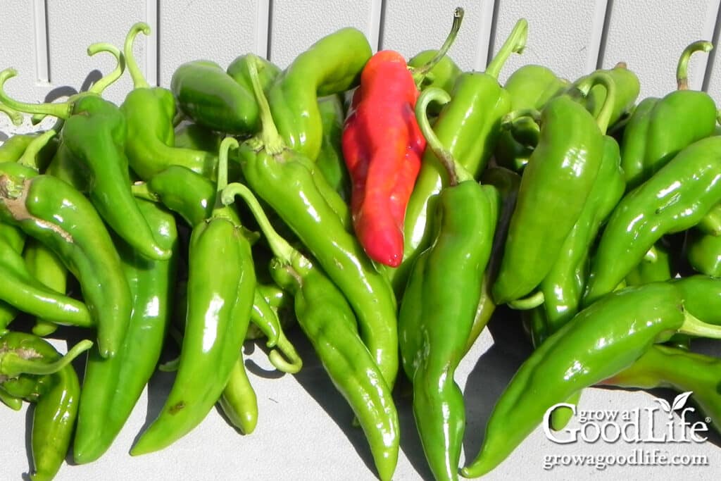 A large harvest of Anaheim peppers stacked on a garden bench.