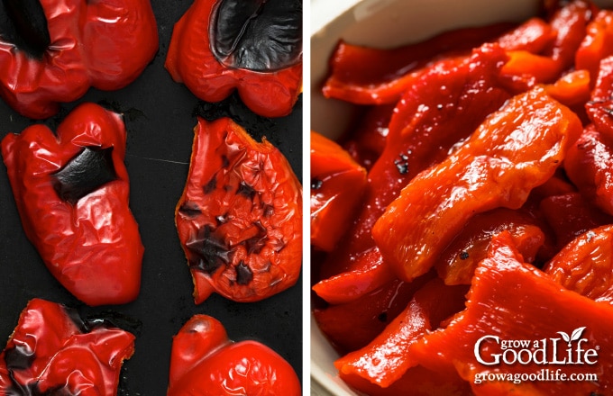 charred roasted red peppers | peeled strips of roasted peppers