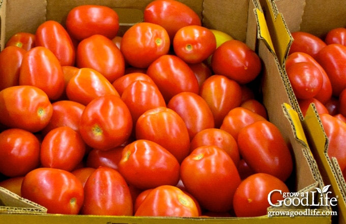 two crates of roma tomatoes