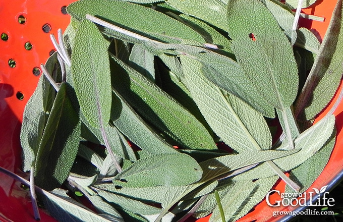 closeup of sage leaves in a red colander