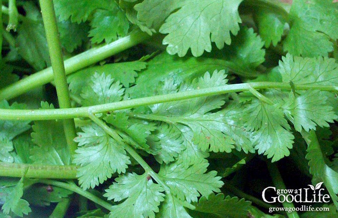 If you enjoy eating fresh salsa in the summer, growing a salsa garden will provide you with the ingredients you need to whip up salsa at a moments notice.