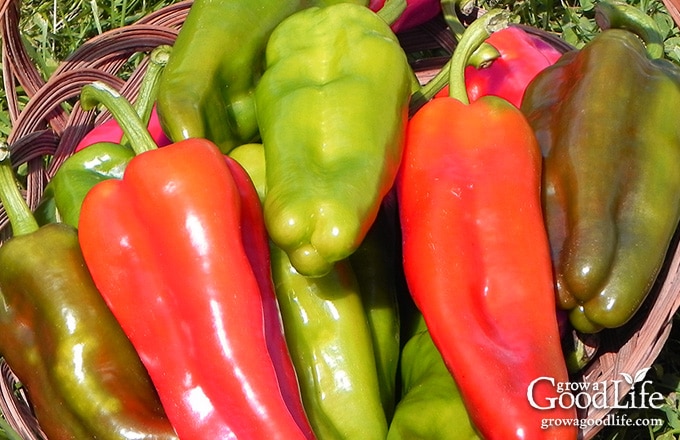 If you enjoy eating fresh salsa in the summer, growing a salsa garden will provide you with the ingredients you need to whip up salsa at a moments notice.