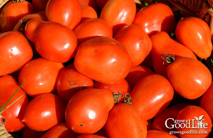 red ripe tomatoes in a basket