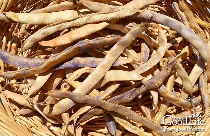 dried bean pods in a basket ready for shelling