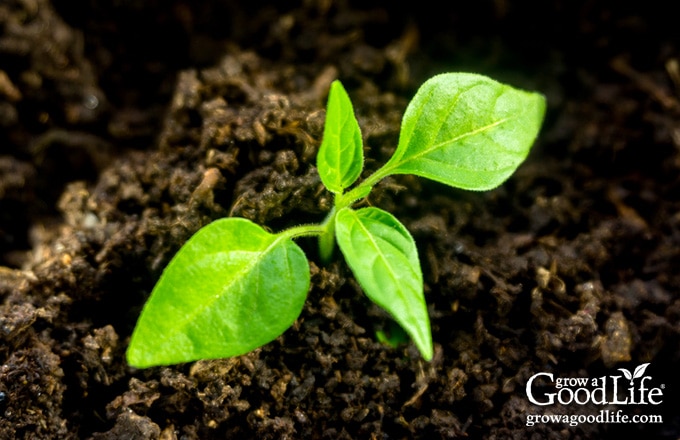 pepper seedling