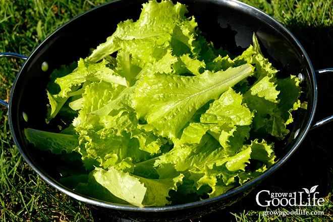 image of a basket full of freshly harvested lettuce