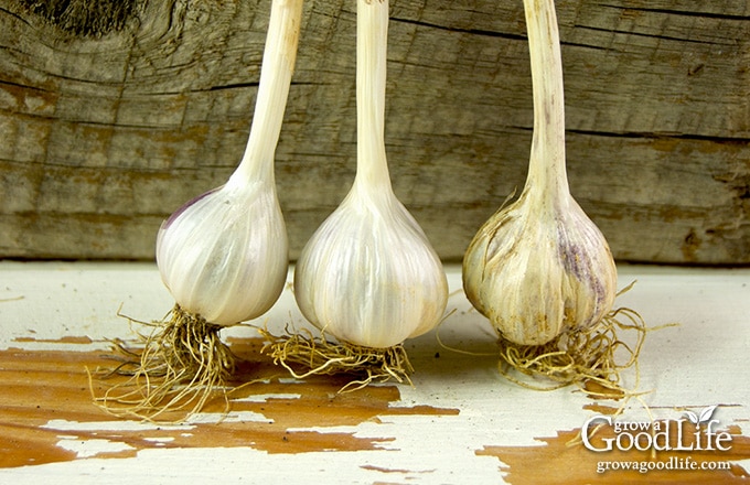 three small garlic cloves