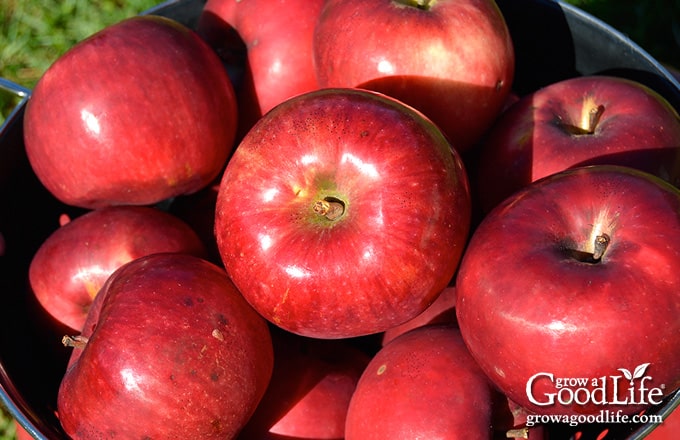 fresh apple harvest in a basket