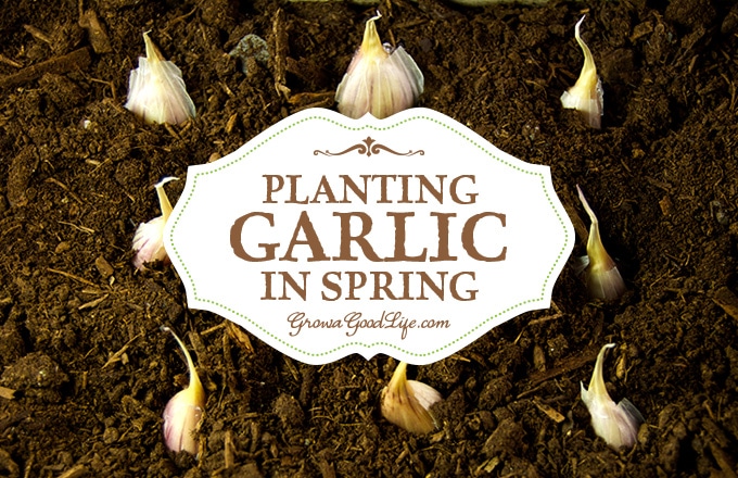 Missed your chance to plant garlic last fall? Has your winter storage garlic sprouted? Try planting spring garlic. You may not get large cloves, but you can still enjoy the mild flavor of green garlic.