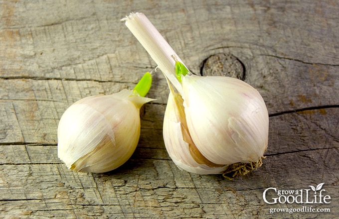 cloves of garlic that are sprouting