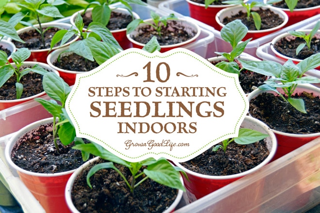 Growing your own seedlings from seed offers you more flexibly and control over your garden. You can choose your favorite varieties, grow the number of plants you need, and work within the planting dates that suit your growing area. Here are ten steps for starting seeds indoors.