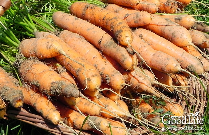 Do you have area in your home that stays cool during the winter months? If so, you can make use of these cold spots to keep storage crops fresh well into winter. Try experimenting with growing some of these vegetables for winter food storage.