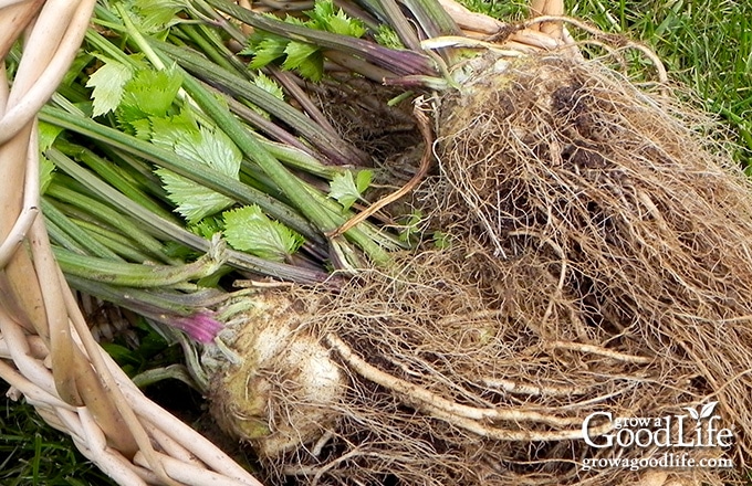 freshly harvested celeriac roots