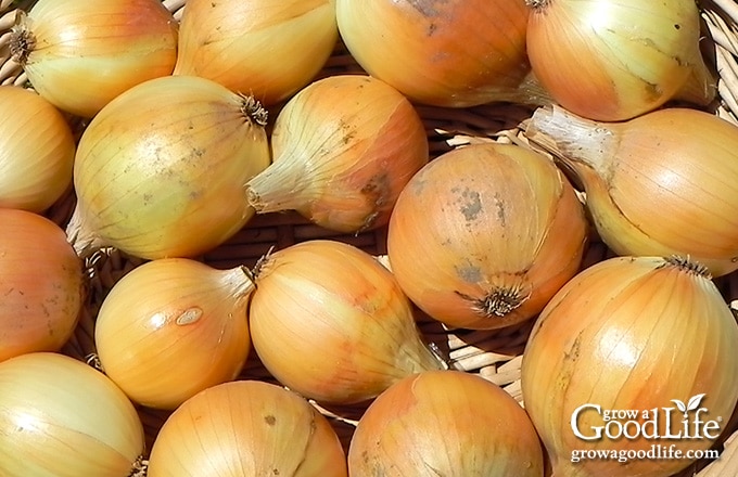 basket filled with onions for food storage