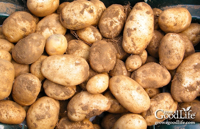 green garden cart filled with potatoes harvested from the garden