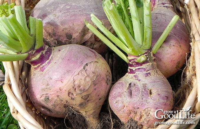 image of a basket filled with rutabaga