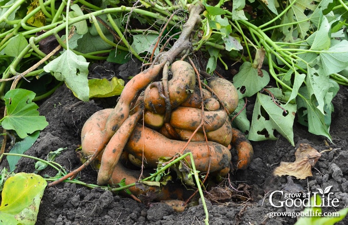 A crown of sweet potatoes freshly dug in the garden.