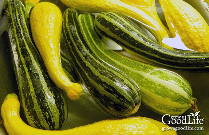 washing zucchini and summer squash in water