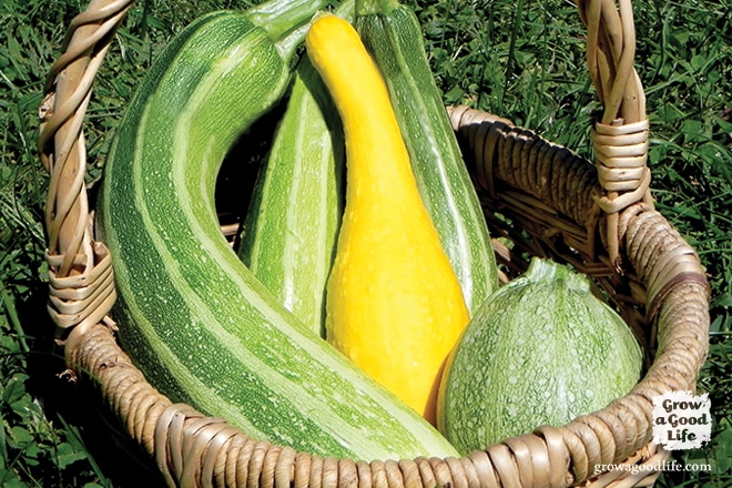 Growing summer squash vertically by trellising or in tomato cages helps to save space, encourages air circulation, and allows the squash to be more visible reducing the chance of overgrowth.