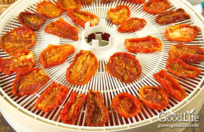 dehydrated tomatoes on a dehydrator drying screen