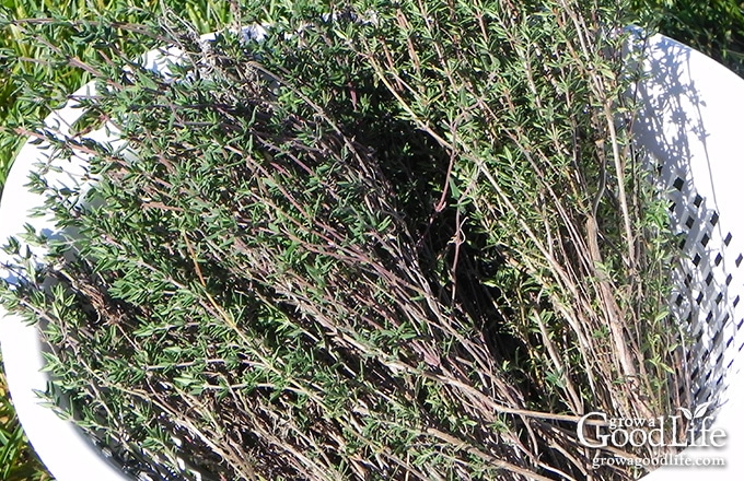 thyme harvest in a white bowl