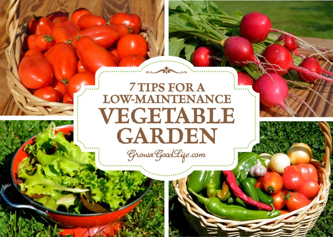 Do you want to grow your own food, but worry that you don't have time to tend to a garden? These tips will help you plan a low-maintenance vegetable garden that will reward you with fresh food throughout the garden season.