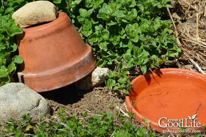 Attracting and encouraging frogs and toads to live in your garden keeps the pest population down and reduces the need for pesticides or other natural insect deterrents. Just one frog or toad can eat up to 10,000 pests during the garden season. Here are some tips on how to attract and encourage toads and frogs to live in your garden.