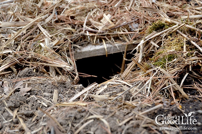 Attracting and encouraging frogs and toads to live in your garden keeps the pest population down and reduces the need for pesticides or other natural insect deterrents. Just one frog or toad can eat up to 10,000 pests during the garden season. Here are some tips on how to attract and encourage toads and frogs to live in your garden.