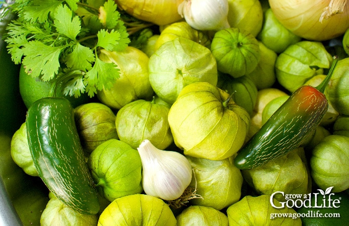 ingredients for making and canning tomatillo salsa verde