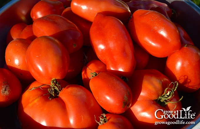 fresh ripe tomatoes in a bowl