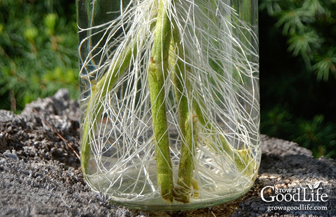 Did you know you can root tomato suckers for a second crop of fresh and healthy plants? Cloning tomato plants from stems is faster than starting from seed.