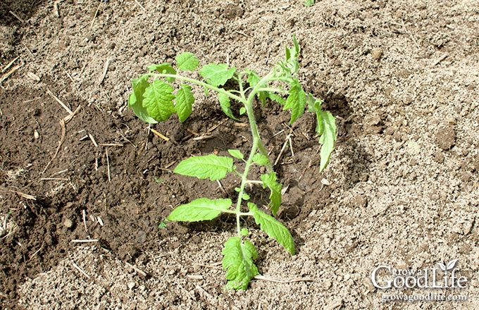 Freshly transplanted tomato plant.