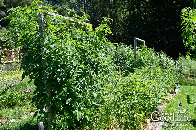 Tall tomato plants on a trellis.