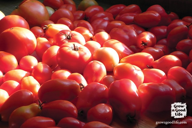 Each gardening location has unique environmental factors that affect the growing season. Here are some gardening tips for Maine Zone 5.