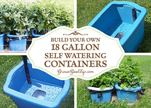 Many versions of self-watering containers, also known as self watering grow boxes, self watering pots, and self-watering planters are sold online, but you can make them yourself for a fraction of the cost out of some easy to find items. See how you can build your own out of an 18-gallon storage tote.