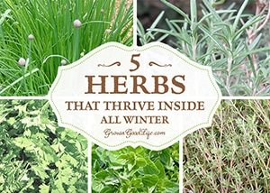 These herbs can be grown indoors successfully through winter on a sunny windowsill and tolerate decreased winter sunlight and mild temperature fluctuations