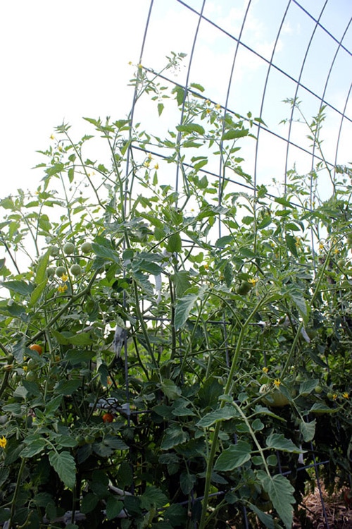 Durable cattle panels arched into an arbor tomato trellis shape from Homestead Honey