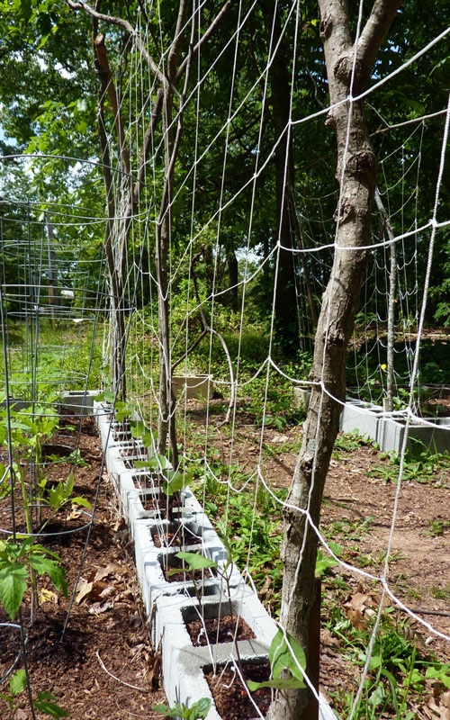 Creative DIY trellis support using reclaimed supports from Attainable Sustainable