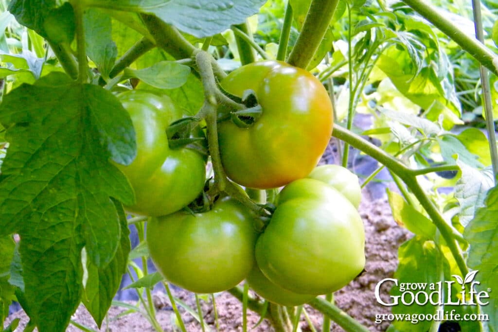 Tomatoes in the garden that are beginning to ripen.