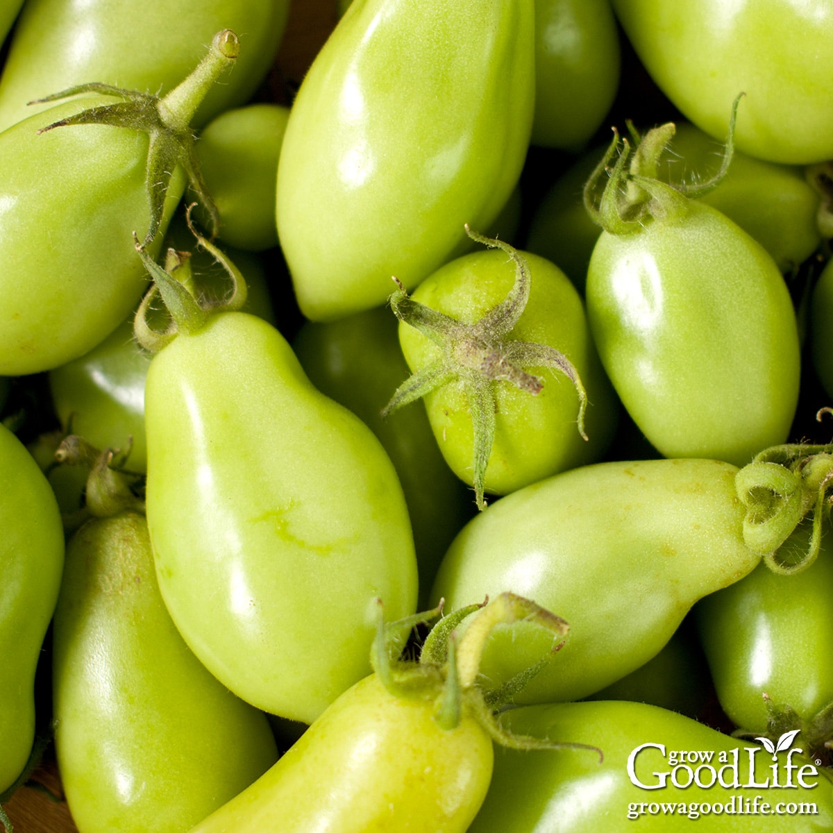 Overhead view of a harvest of green tomatoes.