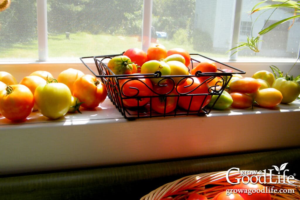 Tomatoes piled on a windowsill and kitchen counter to ripen.